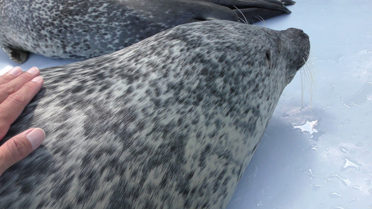 🌊 오호츠크 톳카리 센터 (물범 랜드)